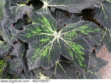 The Dark Green Leaves Of Begonia Palomar Prince, A Tropical Plant