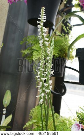 Beautiful Tiny White Color Of Spiranthes Odorata 'chadds Ford' Orchids