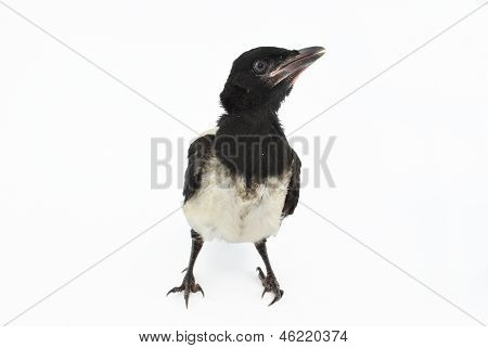 pájaro joven