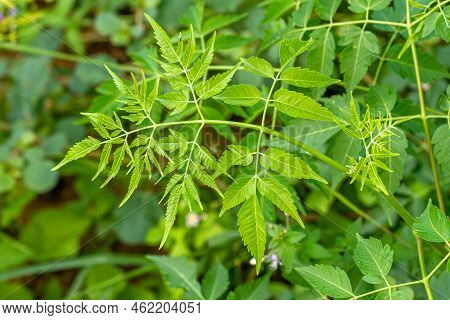Green Leaves Of The Cicuta Maculata Plant With Jagged Edges, Blurred Green Foliage Background