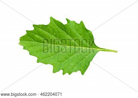 Close Up Of Common Nightshade Green Leaves And Jagged Edges With Detailed Leaf Outline, Isolated On 