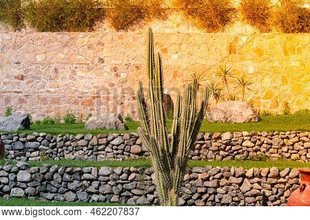 Big Cactus At Tropical Resort On Sunset. Succulents In Public Garden. Cereus Cactuses And Echinocact