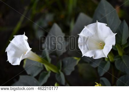 White Large Datura Flowers In A Dark Garden In Summer. Beautiful Snow-white Flowers Of Datura. Beaut