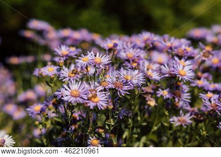 Purple And Purple Flowers With A Yellow Middle In The Summer Season