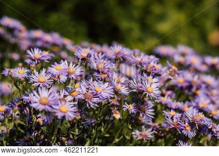 Purple And Purple Flowers With A Yellow Middle In The Summer Season