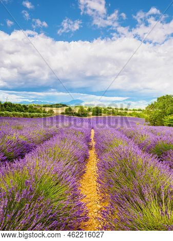 French Landscape With Blooming Lavender Fields And Mountains In Distance. Puimoisson Region, Plateau