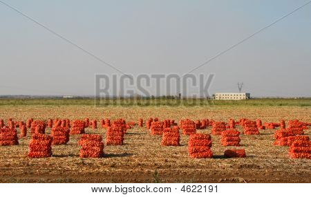 The Reaped Crop Of Onions