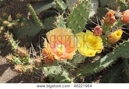 Opuntia ดอกไม้