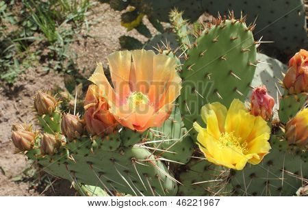 ピンクと黄色のウチワ サボテンの花