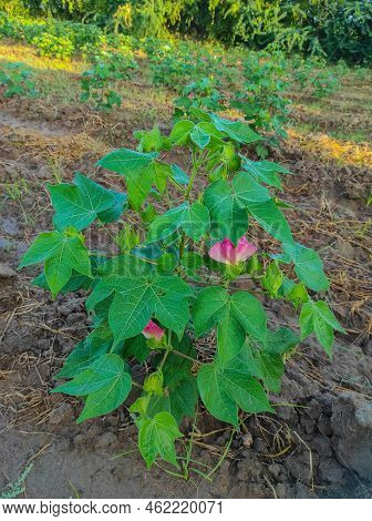 A Beautiful Closeup Shot Of Indian Village Farm  In Bt Cotton Flowers Plant