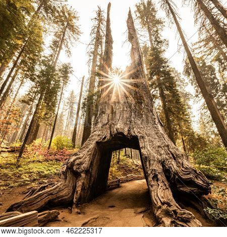 Sunburst Through The Remains Of Tunnel Tree In The Tuolmne Grove In Yosemite