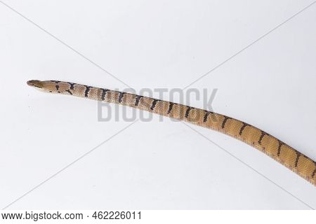 Boiga Cynodon, Commonly Known As The Dog-toothed Cat Snake Isolated On White Background