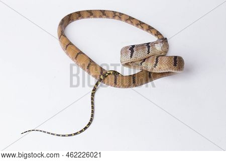 Boiga Cynodon, Commonly Known As The Dog-toothed Cat Snake Isolated On White Background