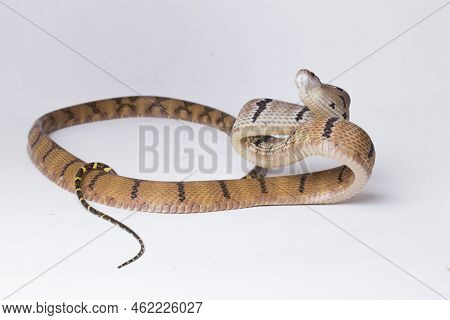 Boiga Cynodon, Commonly Known As The Dog-toothed Cat Snake Isolated On White Background
