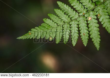 Wild Fern In The Forest Near Moscow. Polypodiophyta. Front View.