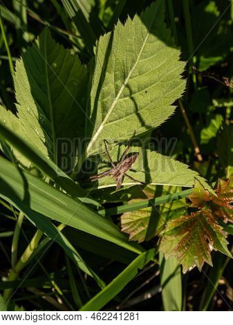 Close-up Of Brown Nursery Web Spider (pisaura Mirabilis) With Long Legs And Slender Abdomen On A Gre