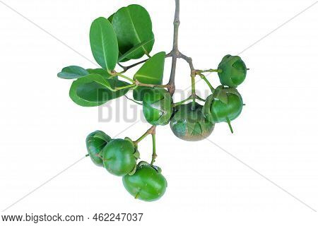 Pedada Fruit (sonneratia Caseolaris) On A White Background With A Clipping Path