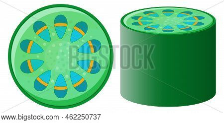 Vascular Tissue System Of Plant. Xylem And Phloem. Cross Section Of Plant Stem. Top View And Side Vi