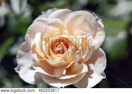 Delicate Fragrant Beautiful Tea Cream Rose Flower Bloom Closeup Among Emerald Leaves In The Garden I