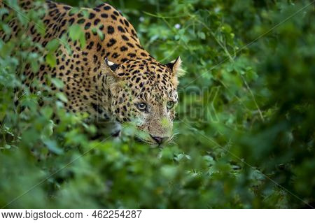 Indian Wild Male Leopard Or Panther Or Panthera Pardus Fusca Face Closeup In Natural Monsoon Green S