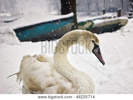 Swan