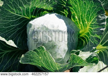 Fresh Cabbage In The Farm. Cabbage Bale Wrapped In Fleece To Protect Against Pests