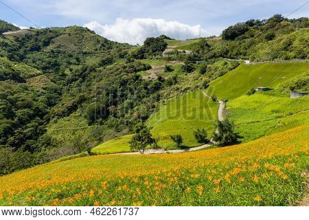 Orange day lily flower field in Taimali Kinchen Mountain in Taitung