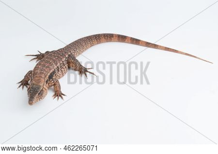 The Red Tegu Lizard Salvator Rufescens Isolated On White Background