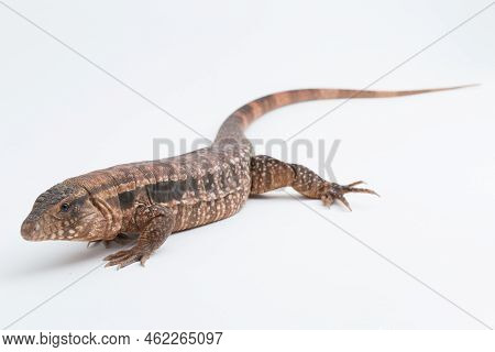 The Red Tegu Lizard Salvator Rufescens Isolated On White Background