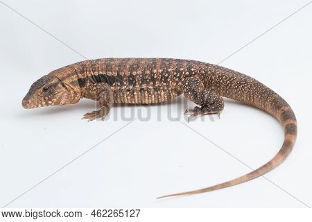 The Red Tegu Lizard Salvator Rufescens Isolated On White Background