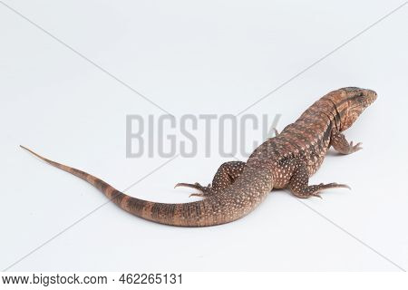 The Red Tegu Lizard Salvator Rufescens Isolated On White Background