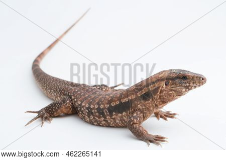 The Red Tegu Lizard Salvator Rufescens Isolated On White Background