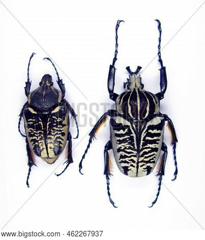 Beetles Isolated On White. Giant African Flower Beetle Goliathus Albosignathus Male And Female, Whit