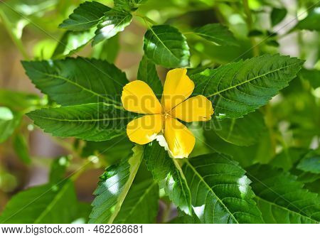 Turnera Ulmifolia Flower Or Ramgoat Dashalong Growing In Vietnam