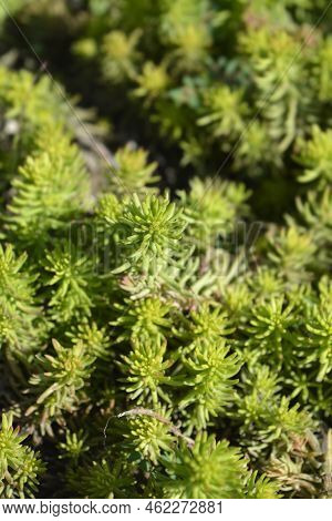 Rock Stonecrop Angelina Leaves In The Garden