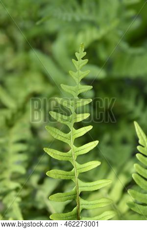 Common Polyoidy Green Leaves In The Summer