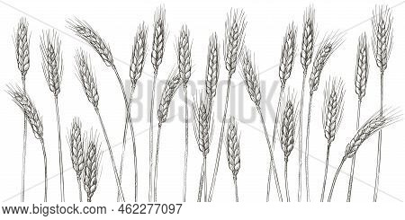 Ears Of Wheat. Barley Cereals Harvest, Spike, Grain, Corn, Agriculture, Organic Farming, Healthy Foo