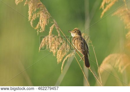 A Great Reed Warbler Sitting On Reed And Singing, Sunny Morning In Summer, Vienna (austria)