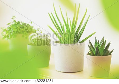 green houseplants cactus succulent aloe vera, gasteria duval, pilea depressa, parodia warasii