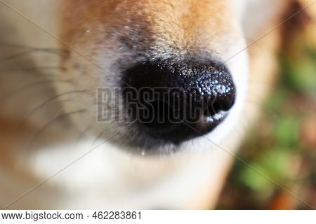 The Nose Of The Red Dog Shiba Inu Close-up