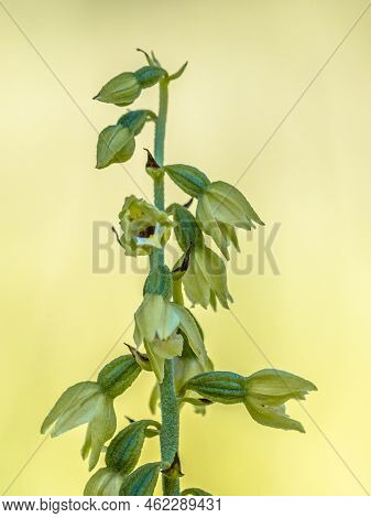 Wild Orchid Epipactis Muelleri Green-yellow Helleborine Growing In Viroin Valley Belgium