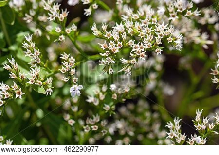 Flower Of The Statice Species Goniolimon Incanum