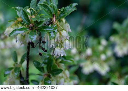 Flower Of A Redvein Enkianthus, Enkianthus Campanulatus