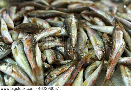 Fresh Fish For Sale At The Fish Market. Tulka, Red Mullet
