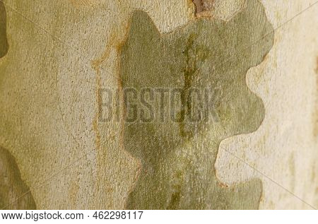 The Texture Of The Bark Of A Plane Tree Close-up. Backgrounds And Textures