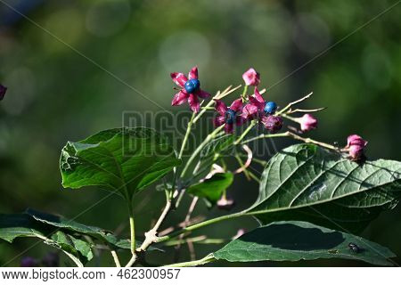 Harlequin Glory Bower Berries. Lamiaceae Deciduous Tree. Blooms From July To August With Red Sepals 