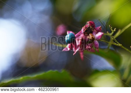Harlequin Glory Bower Berries. Lamiaceae Deciduous Tree. Blooms From July To August With Red Sepals 