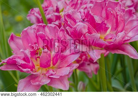 Colorful Spring Meadow With Pink Tulip Chato Flowers - Close Up. Nature, Floral, Blooming And Garden
