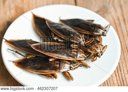 Giant Water Bug On White Plate, Water Bug Lethocerus Indicus - Belostomatidae