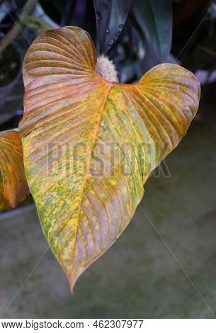 Close Up Of A Yellowing Leaf Of Philodendron Serpens, A Rare Tropical Plant